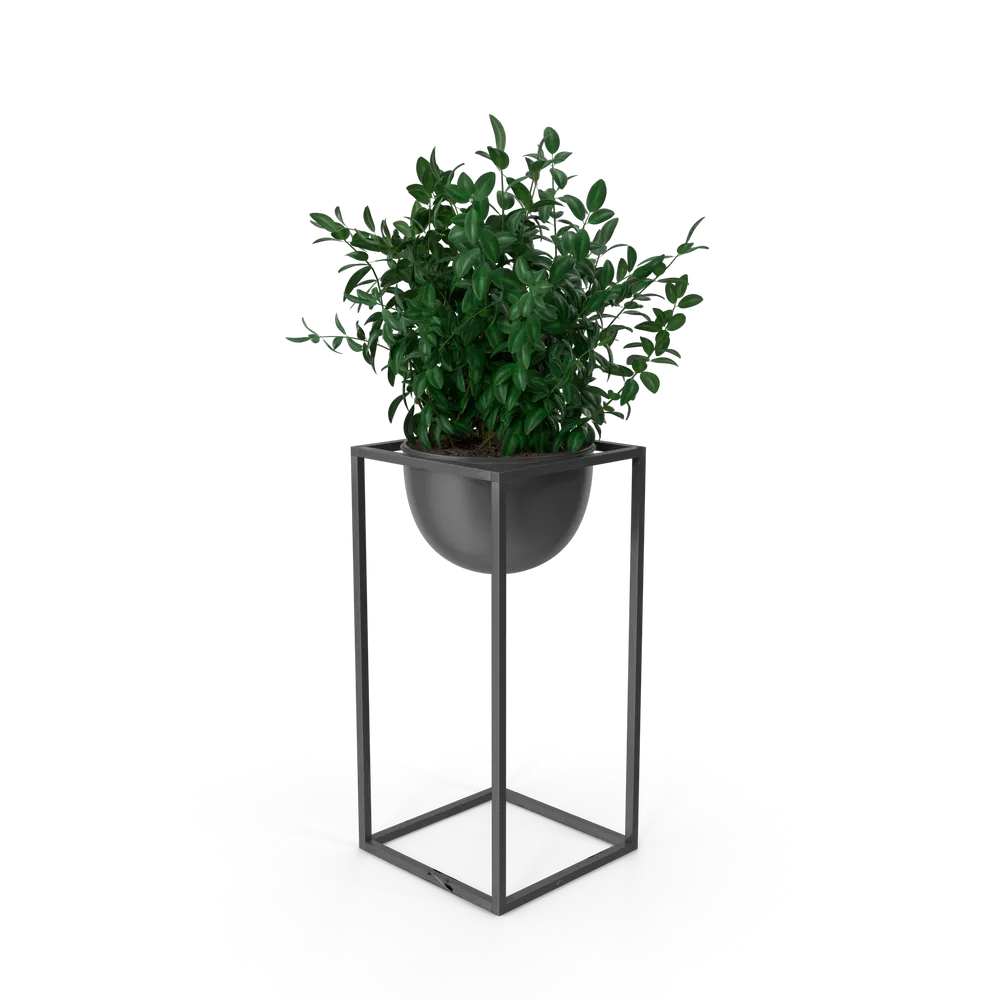 House Showpiece Plant view 3