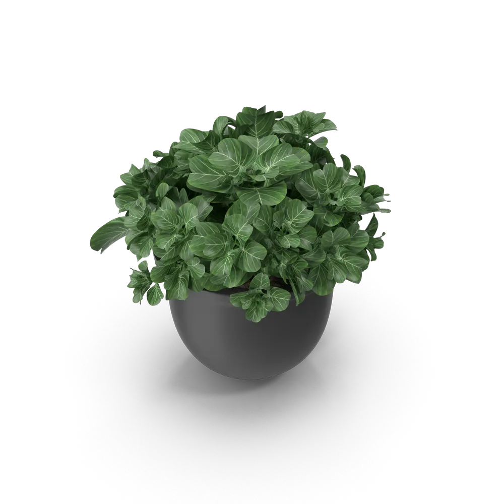 Plant Pot view 3