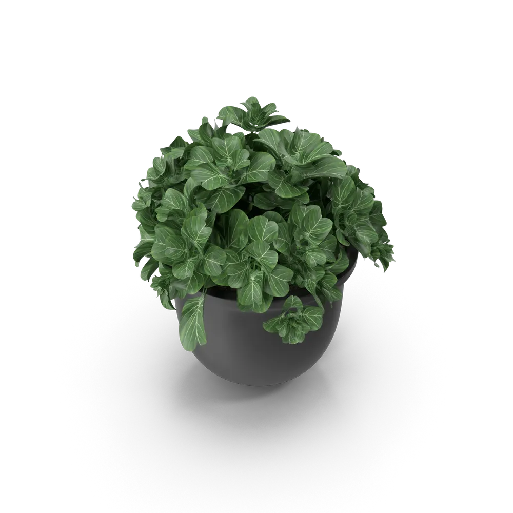 Plant Pot view 4